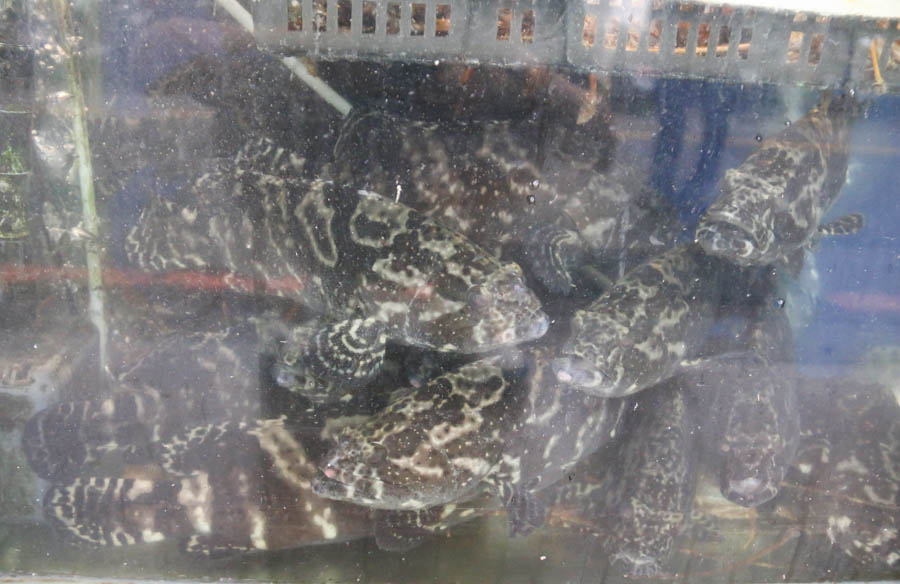 新北｜野柳海鮮餐廳推薦：錦園漁夫料理，品嚐新鮮出爐的海鮮：萬里蟹、鮮魚味增湯魚湯、咖哩蟹黃麵包都有！